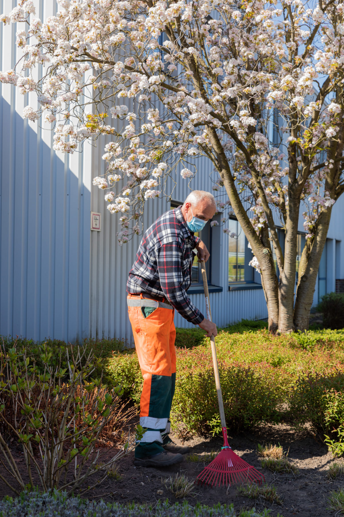 Een medewerker van Bewel is bezig met grond om te spitten in de tuin van een bedrijf. Hij staat onder een kleine boom vol bloesems.